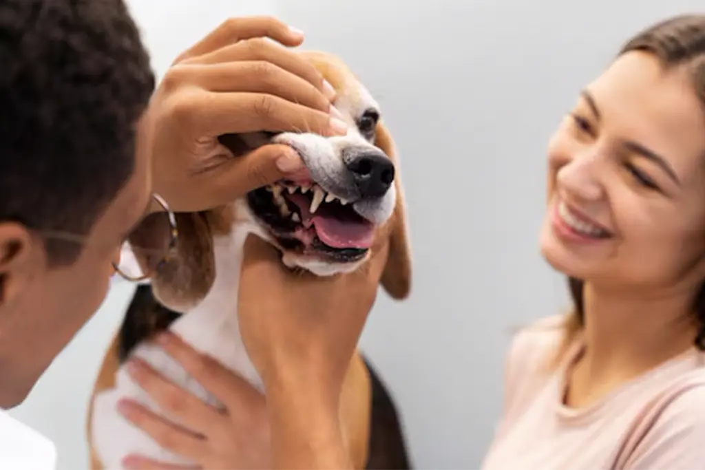 Reliable Pet Dental Services at Brampton Vet Dental Clinic