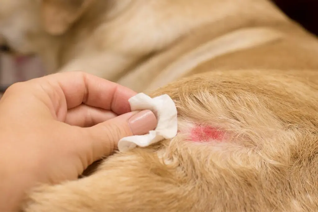 Pets dermatology services - skin care and treatment