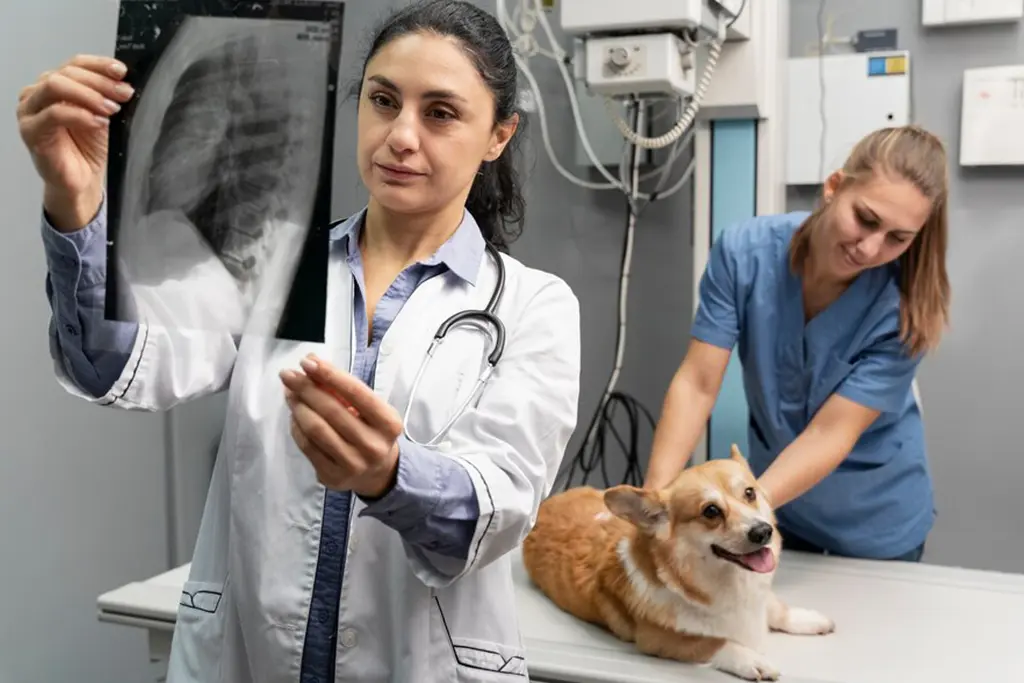 Accurate & Safe Diagnostic Imaging for Pets
