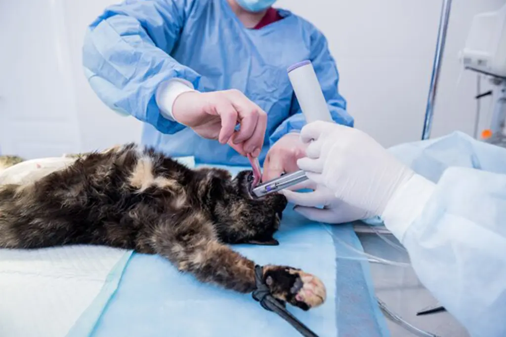 Emergency Veterinarian Services - Expert Pet Care at Brampton Vet Hospital