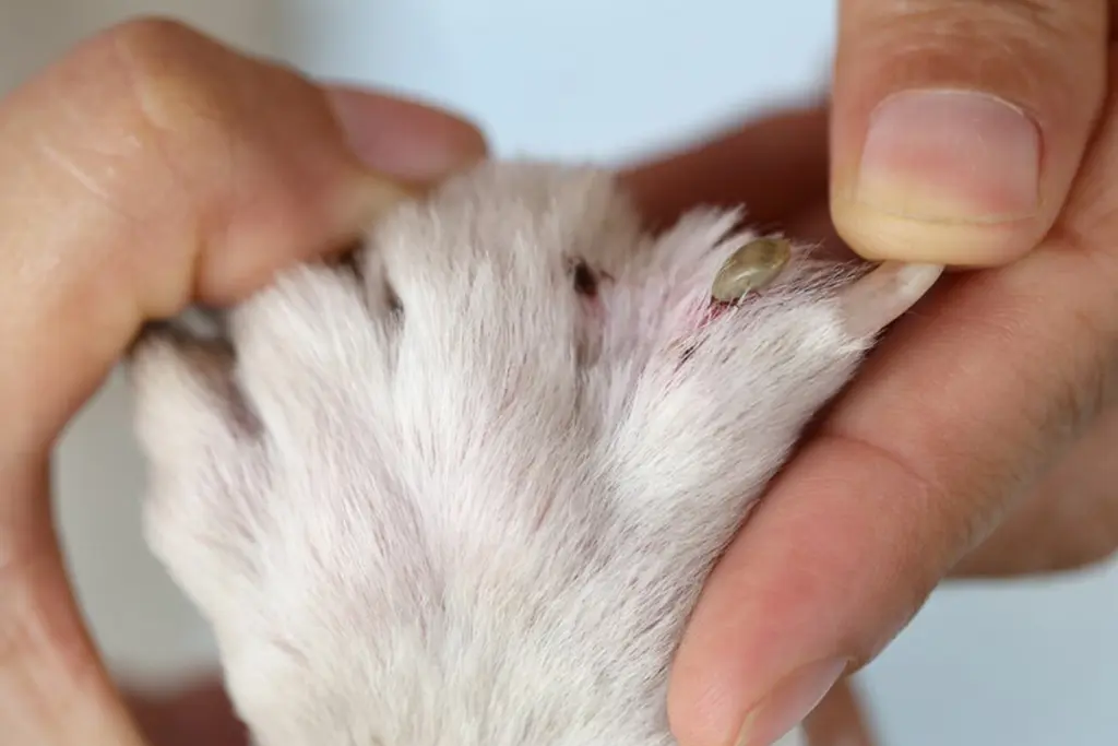 Flea control services - effective pet flea prevention