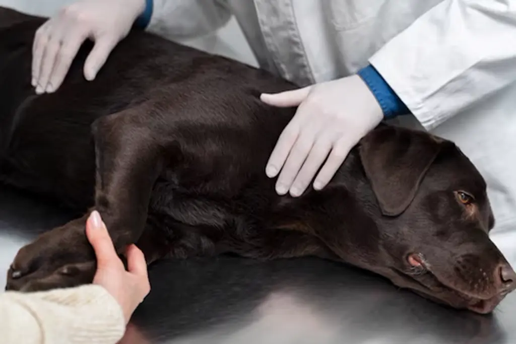 Hip Dysplasia in Dogs - Symptoms, Diagnosis & Effective Treatment