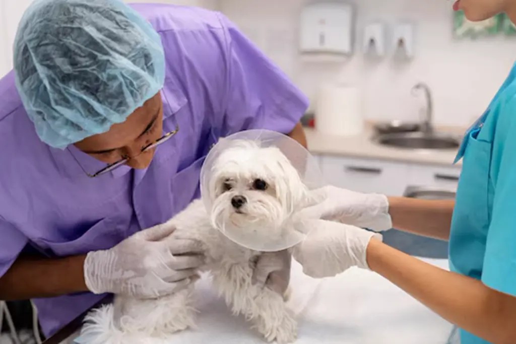 Pet Medical Services for Complete Health Care