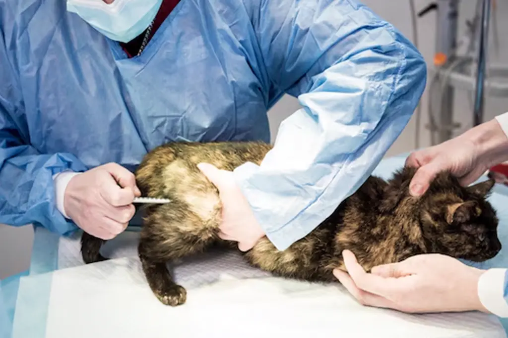 Neutering Your Pet for Health and Well-being