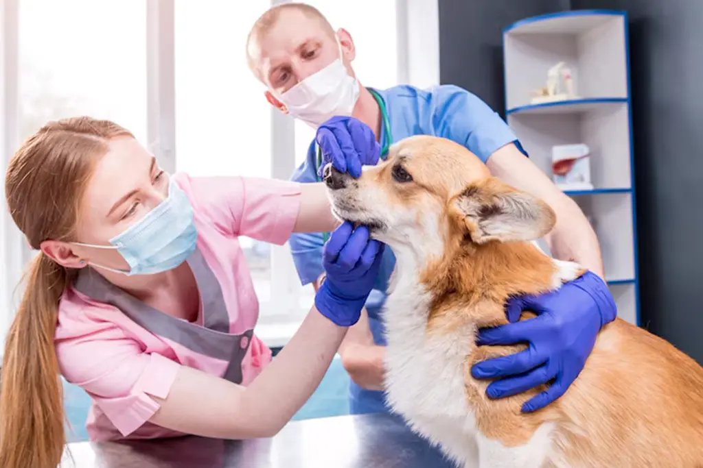 Comprehensive Pet Health Resources | Expert Care Tips
