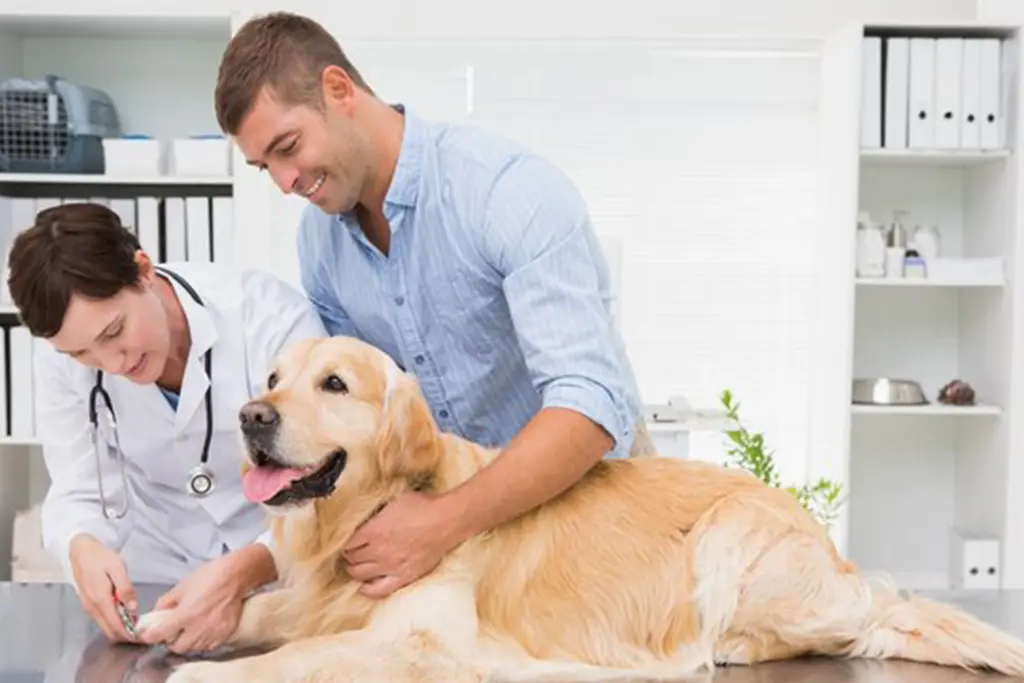 Preventative Care Services for Pets | Brampton Veterinary Hospital