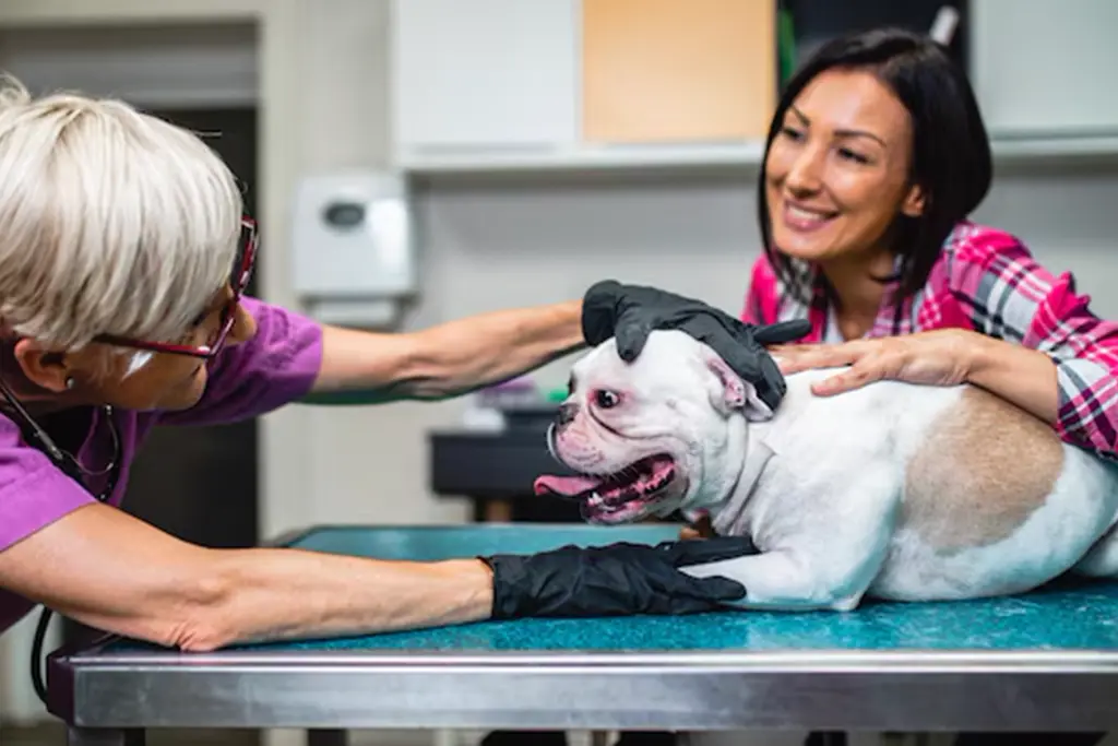 Spaying Your Pet for Health and Wellness