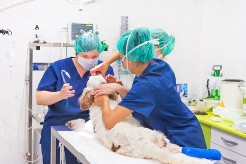 Advanced Surgical Services for Pets - Safe, Compassionate Care