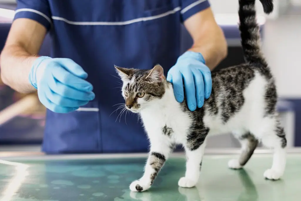 Tick prevention for pets - safe and effective protection