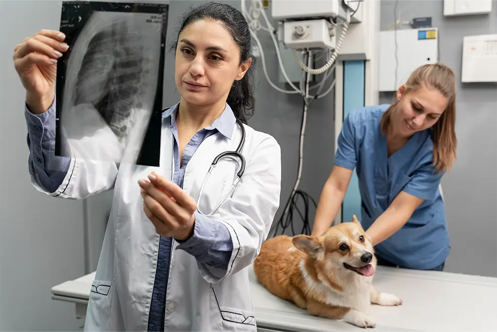 Ultrasonography for pets - precise diagnostic imaging service