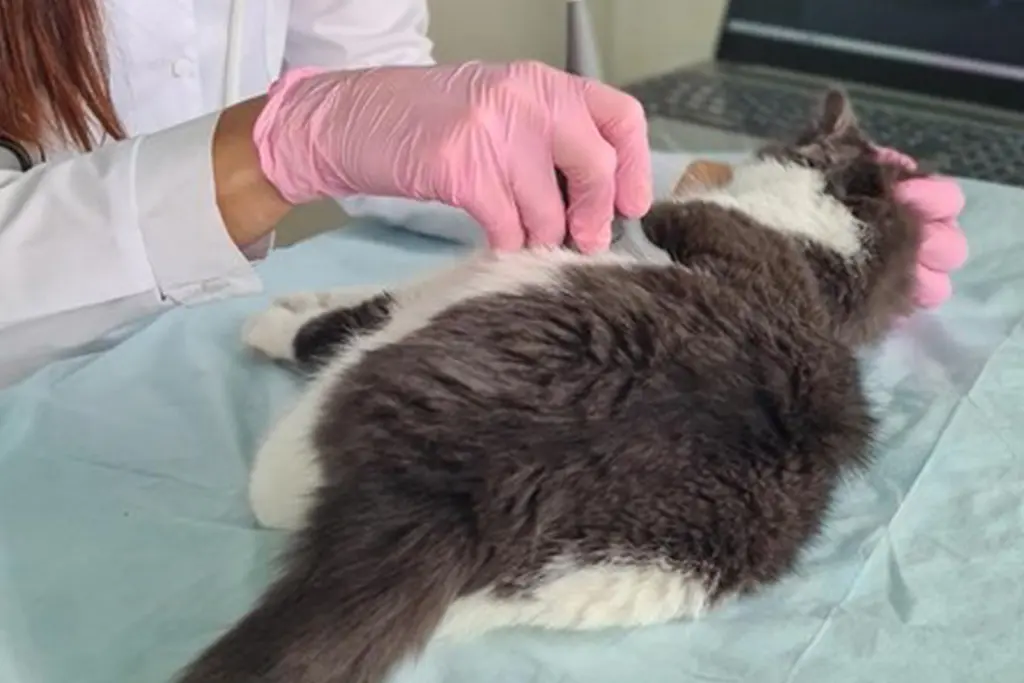 Vaginal Cytology Services for Accurate Dog Reproductive Health