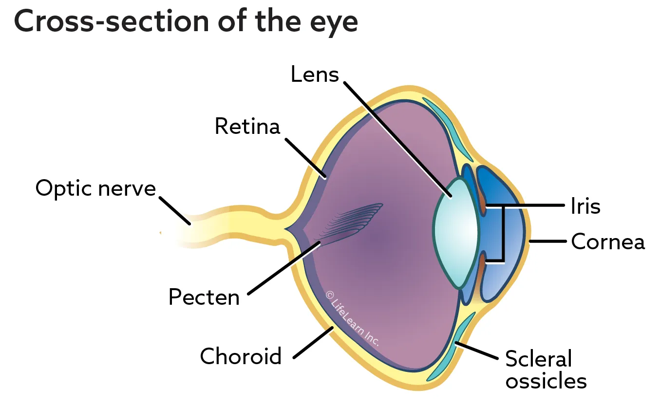 Elementary text-book of zoology. Zoology. 244 AYE*. CM as in the Mammalia.  The spinal cord reaches almost to the end of the neural canal of the  vertebral column. Sense Organs.—The eyes, image size:1355x834