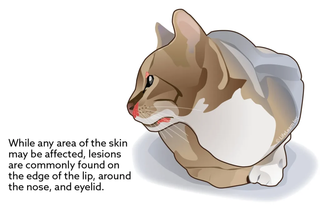 Cutaneous Lymphoma In Cats BrampVet Care Cutaneous Lymphoma In Cats BrampVet Care