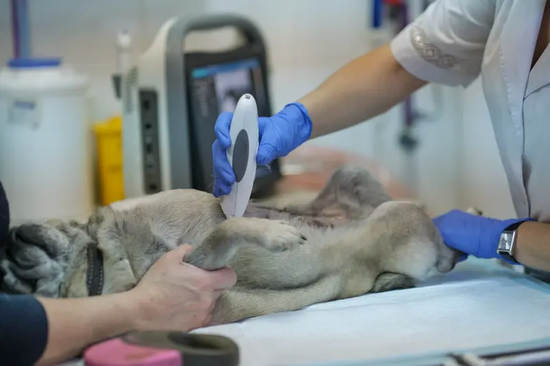 Veterinary Care with Laser Surgery Services for Pets
