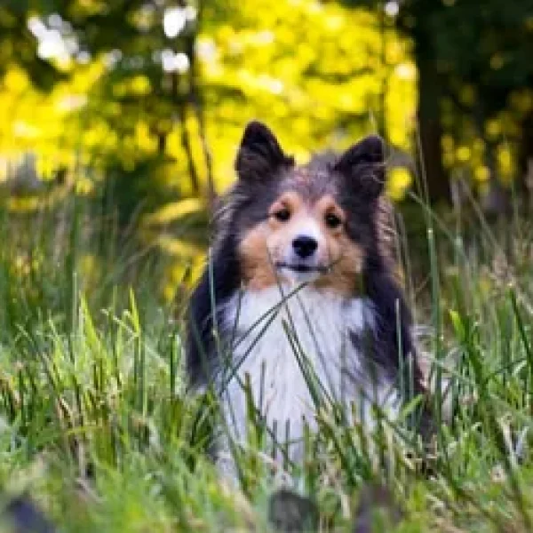 A Cleaner, Greener Home for Your Pets