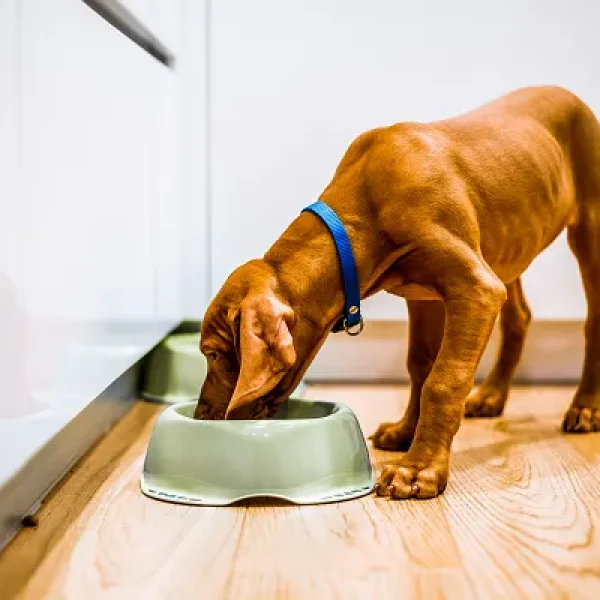 Abnormal Weight Loss in Dogs