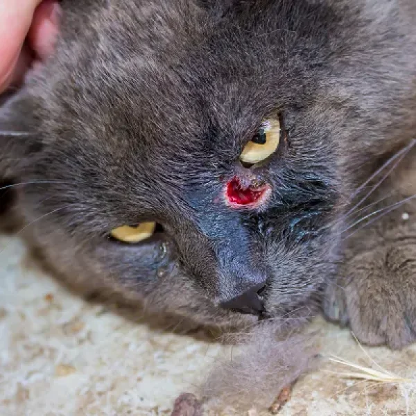Abscesses in Cats