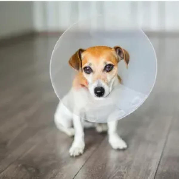 Abscesses in Dogs