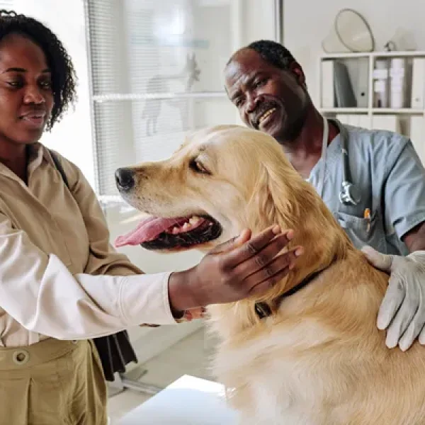 Acetaminophen Hydrocodone