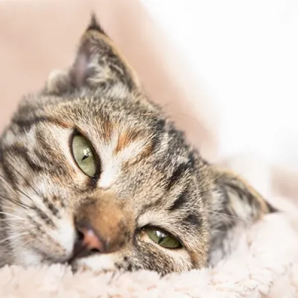 Acetaminophen Poisoning in Cats