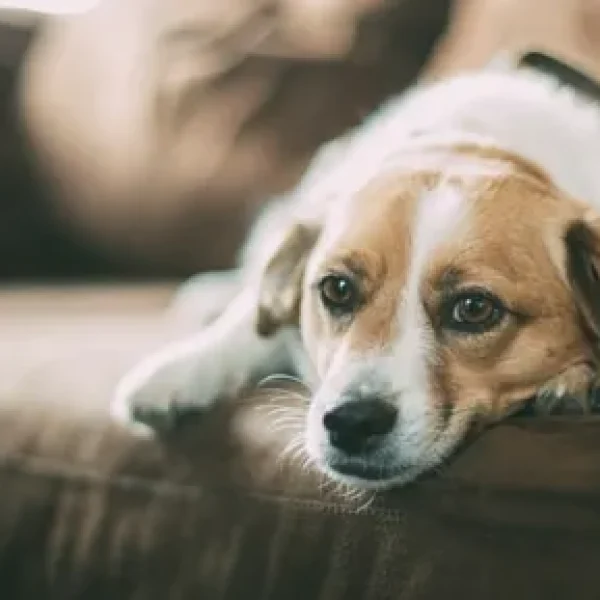 Acetaminophen Poisoning in Dogs