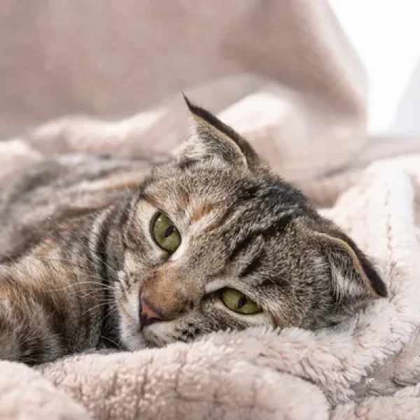 Acetaminophen (Tylenol) Poisoning Alert for Dogs and Cats