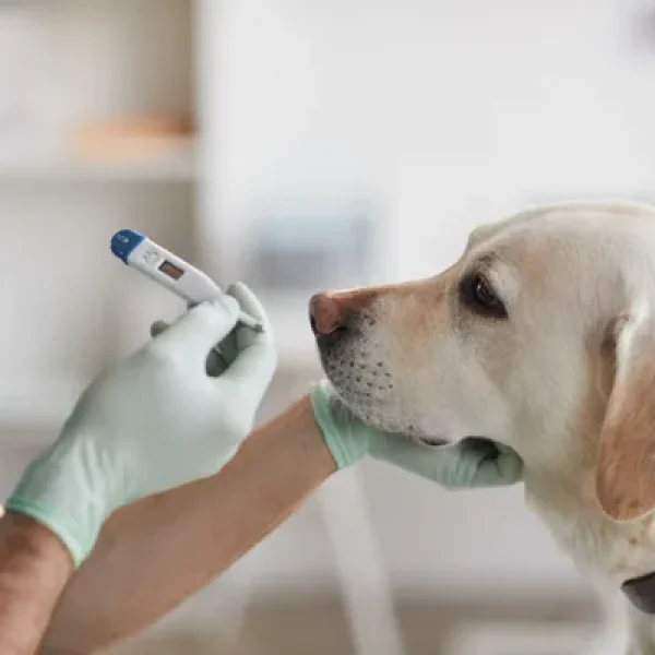 Acetylsalicylic Acid (Aspirin)