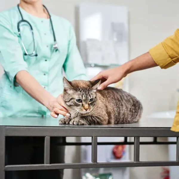 Activated Charcoal Kaolin Sorbitol