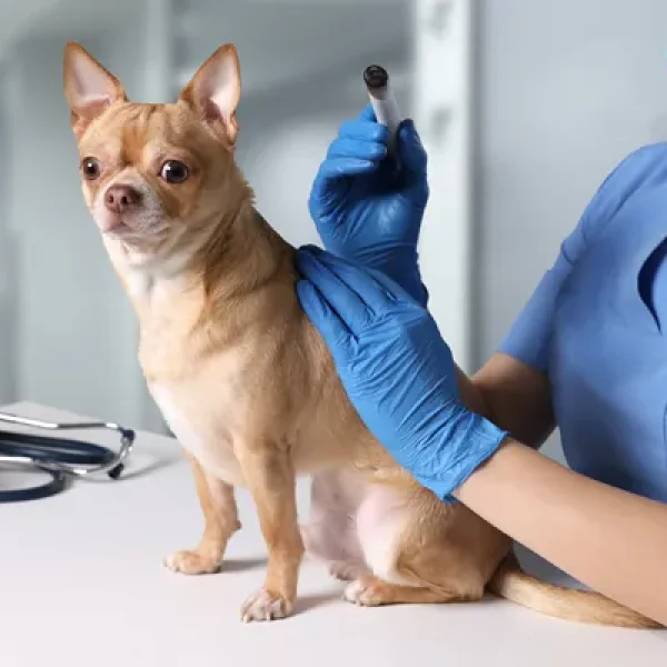 Acupuncture Acupressure for Dogs