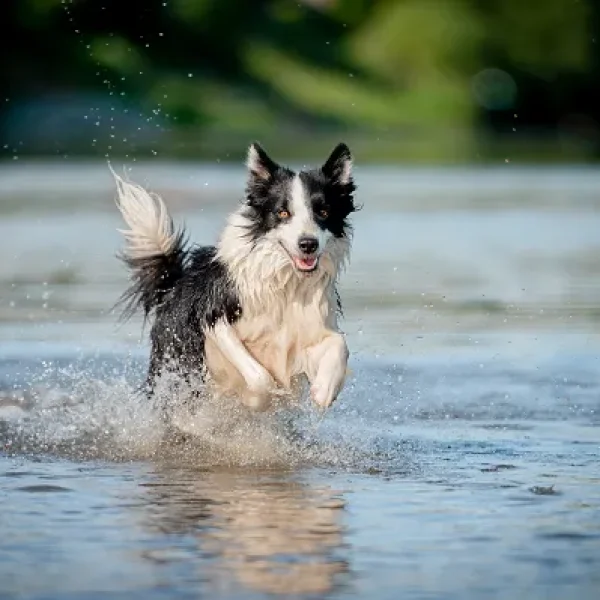 Acute Caudal Myopathy (Limber Tail)