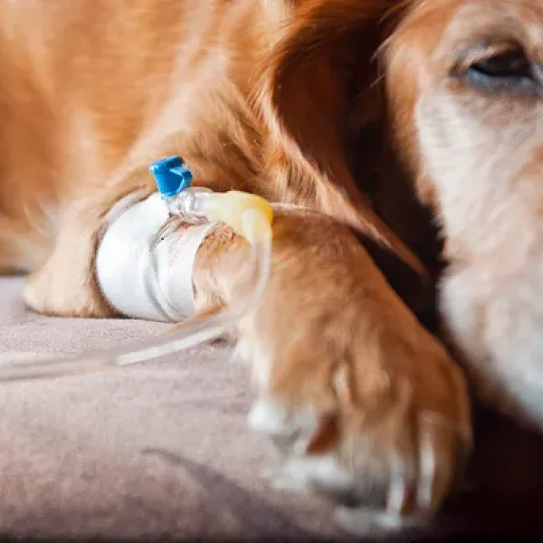 Acute Hemorrhagic Diarrhea Syndrome in Dogs (Hemorrhagic Gastroenteritis)e