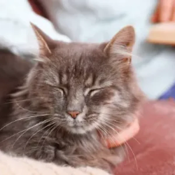 Addison's Disease in Cats