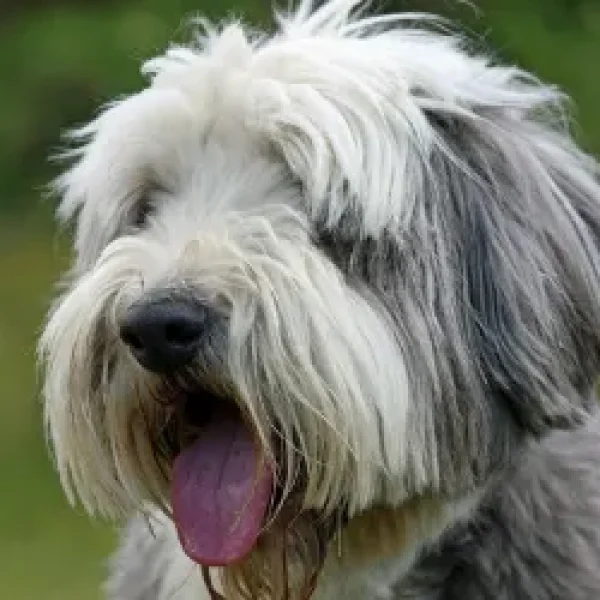 Addison's Disease in Dogs