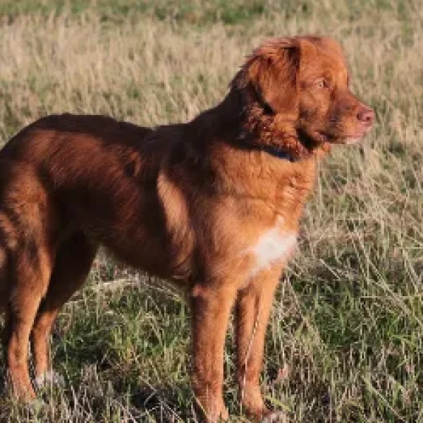 Addison's Disease in Dogsww