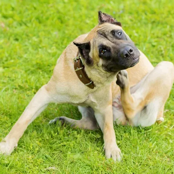 Afoxolaner Moxidectin Pyrantel