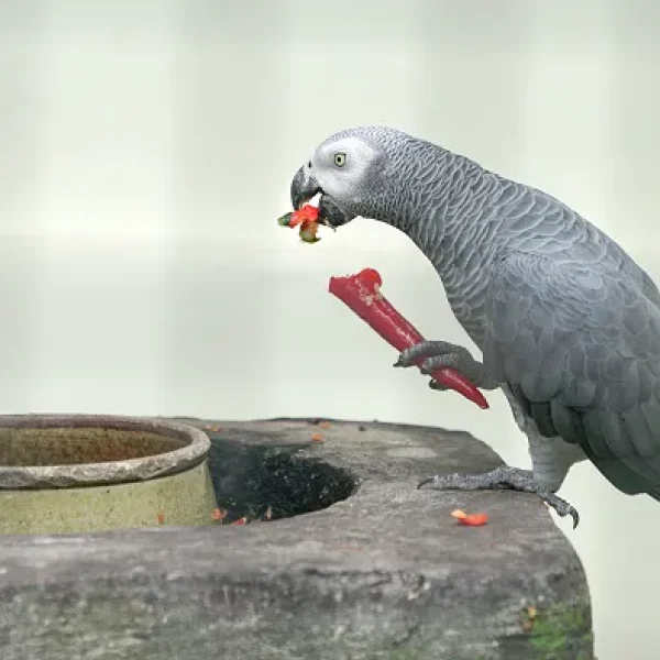 African Grey Parrots - Feeding