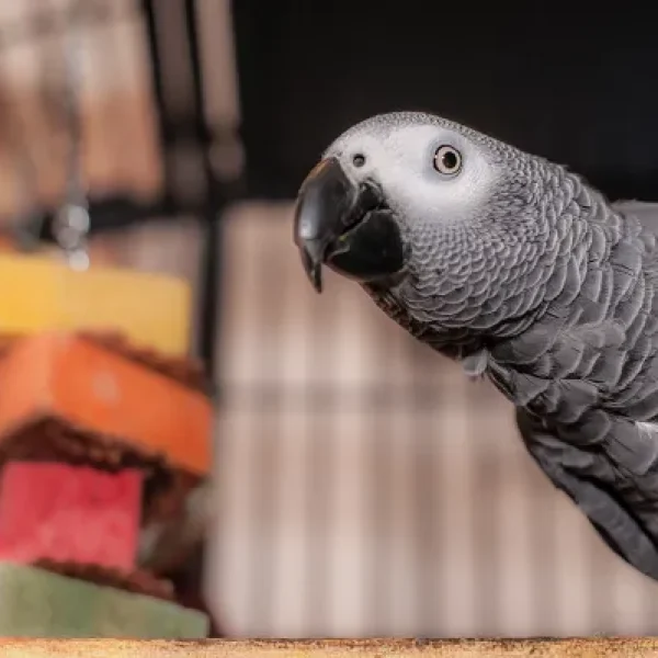 African Grey Parrots General