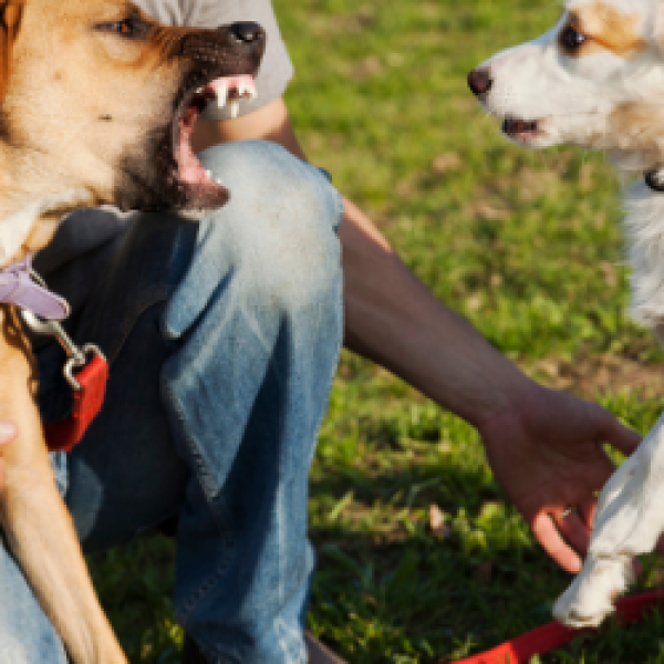 Aggression_Dog