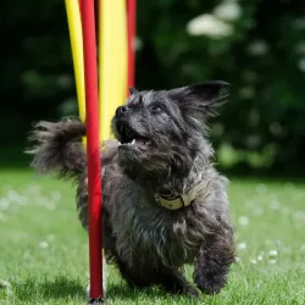 Agility for Dogs