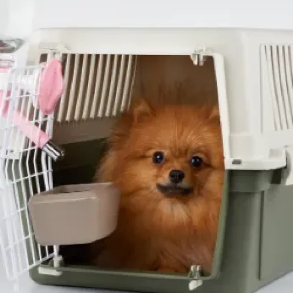 Airplane Travel With Your Dog