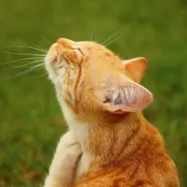 Allergies in Cats