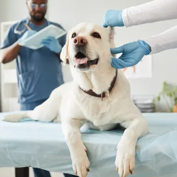 Aluminum Acetate Solution Topical