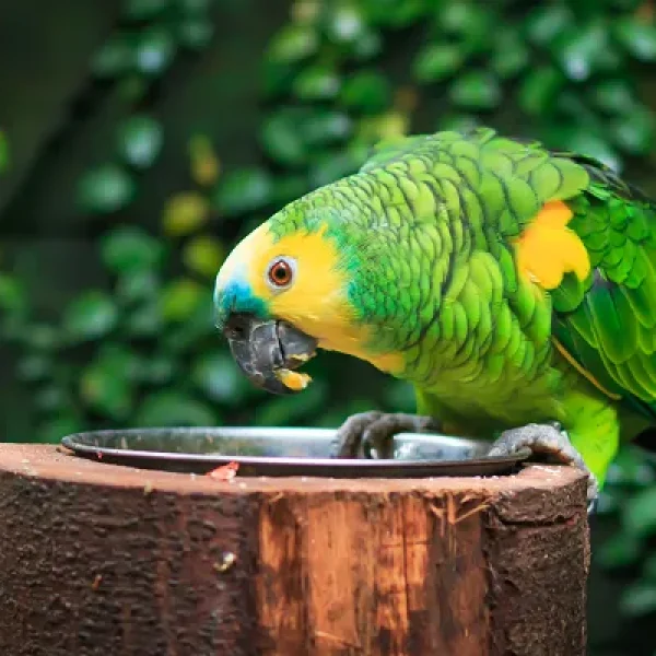 Amazon Parrots - Feeding