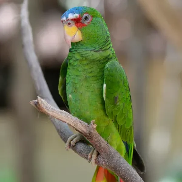 Amazon Parrots - General