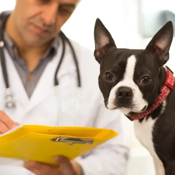 Amoxicillin-Clavulanic Acid