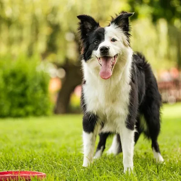 Amyloidosis in Dogs