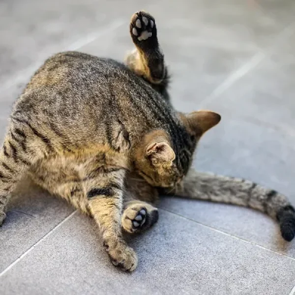 Anal Sac Disease in Cats