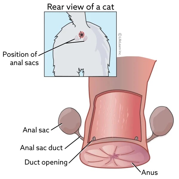 Anal Sac Tumors