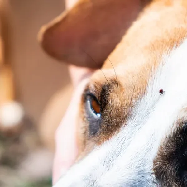 Anaplasmosis in Dogs