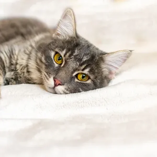 Anemia in Cats